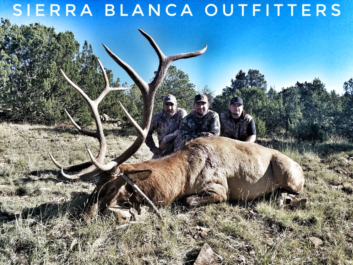 Trophy Elk in New Mexico